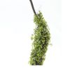 Moss Foliage Vine Branch (Set of 2)